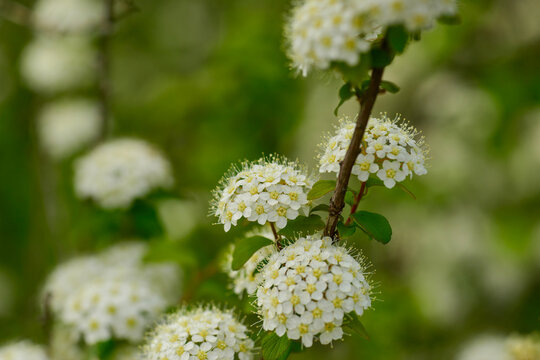 Spiraea pubescens deciduous shrub with white corymb flowers ovate leaves and branching woody stems thriving in diverse Korean habitats