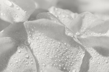 Abstract floral composition made of beautiful pink pastel rose petals with water drops close up. Nature concept background. Color of the year 2026 inspired