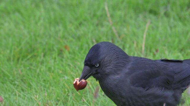Jackdaw (Corvus monedula) pecking at a Sweet Chestnut (Castanea sativa), using a lot of energy but apparently eating very little. September, Kent, UK. Half speed