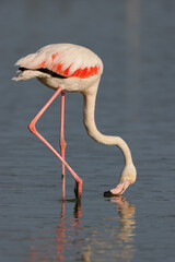 Greater flamingo (Phoenicopterus roseus) feeding in the shallow water of a lagoon in the Camargue, France.