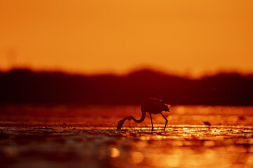 Greater flamingo (Phoenicopterus roseus) in the orange glowing backlight of the setting sun, standing in a lagoon in the Camargue, France.
