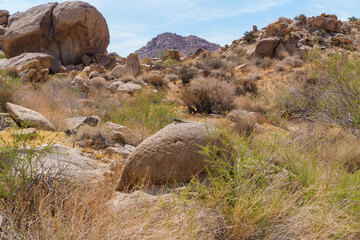 Male Desert Spiny Lizard basking on a rock. Joshua Tree National Park, California.
