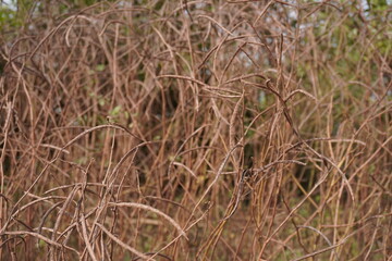 Close Up Of Dry Tangled Vines Forming Natural Texture