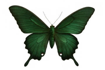 Green butterfly with spread wings on transparent background, symbolizing nature, fragility, and transformation