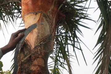 Toddy Tapper Scraping Palm Tree Trunk For Sap