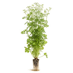 Coriandrum sativum mature plant with roots and small white flowers