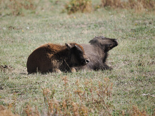 Two Young Bison Calves Resting Together in Field
