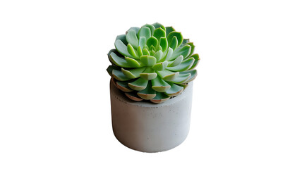 Serene Succulent: a close-up shot of a potted succulent, showcasing its unique form and verdant green leaves. The sturdy, gray pot offers a balanced contrast.
