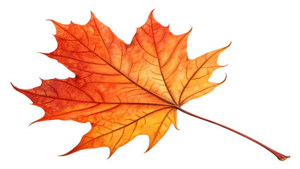 Autumn Leaf: A vibrant, detailed capture of a single maple leaf, ablaze with the warm hues of autumn.