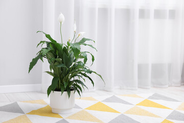 Fototapeta premium Beautiful spathiphyllum (peace lily) houseplant with flowers on floor at home. Space for text