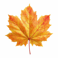 Obraz premium Yellow Maple Autumn Leaf Top View isolated on transparent background