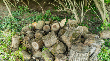 Wooden log in the yard. Softwood lumber. Felling and logging. Timber harvesting.