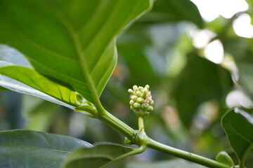 Morinda citrifolia