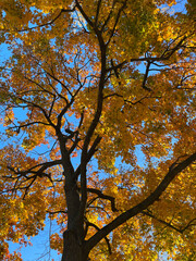 Looking up through bright yellow leaves in a tree on an autumn morning