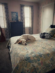 Dog relaxing on bed in an antique bedroom
