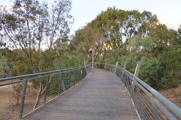 Wooden bridge over the river in the eucalyptus forest