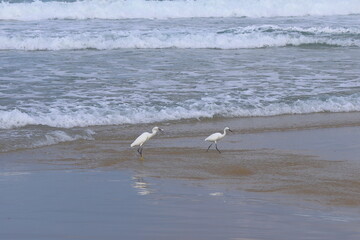 Little egret, Egretta garzetta, two birds on the beach