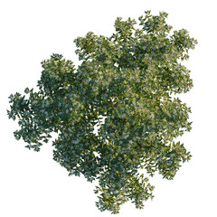 Myrtus communis tree plan, top view, cutout, transparent background, isolate, Flowering tree overhead view for landscaping designs and visualizations