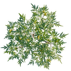 Paeonia delavayi tree plan, top view, cutout, transparent background, isolate, Vibrant green leafy plant, perfect for adding lushness to designs now