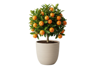A vibrant miniature calamondin citrus tree, laden with bright orange fruits and dark green leaves, in a beige ceramic pot, on a solid transparent background, commercial product display concept