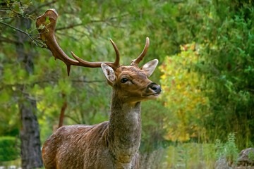 Gamos macho en el parque natural de Cazorla, Segura y Las Villas.