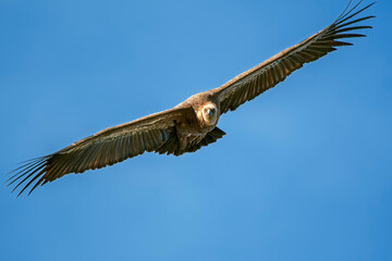 Buitre leonado en vuelo, en el parque natural de Cazorla, Segura y Las Villas.