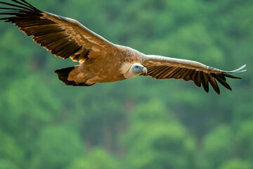 Buitre leonado en vuelo, en el parque natural de Cazorla, Segura y Las Villas.