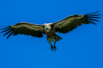 Buitre leonado en vuelo, en el parque natural de Cazorla, Segura y Las Villas.