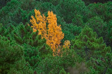 Otoño, en el parque natural de Cazorla, Segura y Las Villas.
