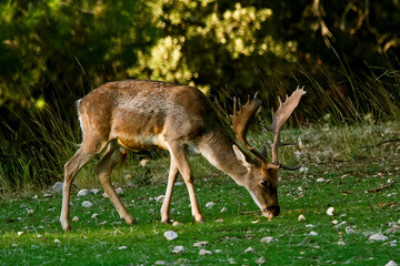 Gamos macho en el parque natural de Cazorla, Segura y Las Villas.