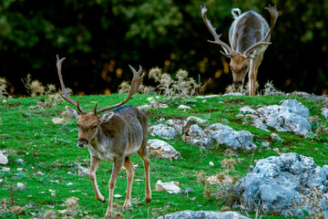 Gamos macho en el parque natural de Cazorla, Segura y Las Villas.