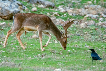 Gamos macho en el parque natural de Cazorla, Segura y Las Villas.