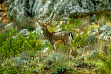 Gamos macho en el parque natural de Cazorla, Segura y Las Villas.