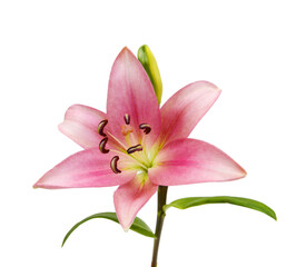 Lily flower isolated on white background 