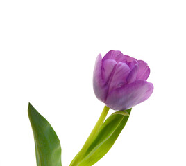 Beautiful bouquet of tulips on a white background 