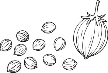 Coriander seed pod and scattered seeds out line illustration