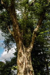 Alter, großer Platanenbaum mit Blick nach oben in die Äste im Bundesland Brandenburg, Norddeutschland