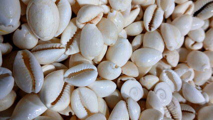 Colorful sea shells safed kaudimat a store in Goa