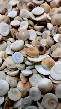 Colorful sea shells safed kaudimat a store in Goa