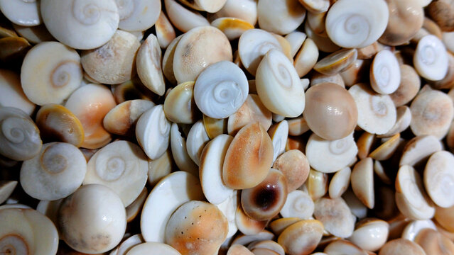 Colorful sea shells safed kaudimat a store in Goa
