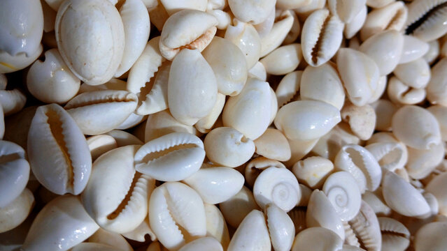Colorful sea shells safed kaudimat a store in Goa