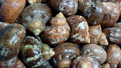Colorful sea shells at a store in Goa
