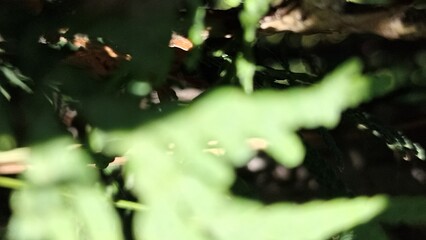 Abstract Greenery Soft Focus Image of Fern Leaves for Calming Visuals and Natural Aesthetics