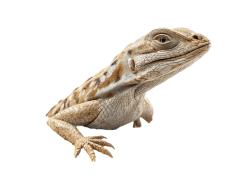 PNG of Close-up of a beige lizard, showcasing detailed scales and an alert expression against a plain background.