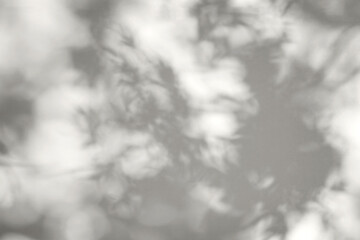 Demonstrating the colors of 2026 - Cloud Dancer. Shadows of branch and leaves tree on wall with light bokeh. Abstract shadow and light blurred background.