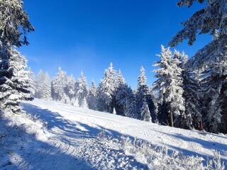 Winterwald auf dem Fichtelberg 