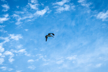 A pelican flying high in a bright blue sky, Kangaroo Island