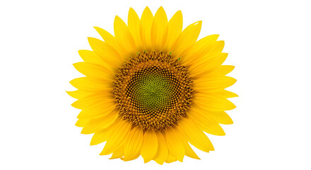 Obraz premium Close up of a bright yellow sunflower head isolated on transparent background