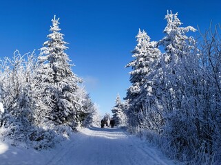 Schneelandschaft auf dem Fichtelberg