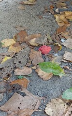 Autumnal Still Life A solitary Red Rose nestled Amidst Fallen Leaves on a Textured Ground